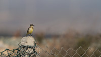 Yellow Wagtail, Larnaca Sewage works 2014