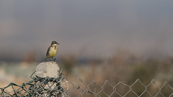 Yellow Wagtail, Larnaca Sewage works 2014