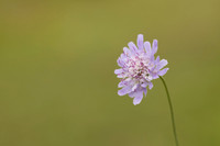Small Scabious, Edge Hill, July 2022