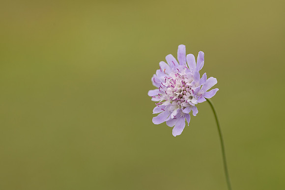 Small Scabious, Edge Hill, July 2022