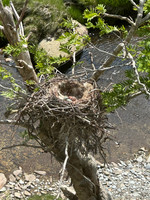 Carrion Crow