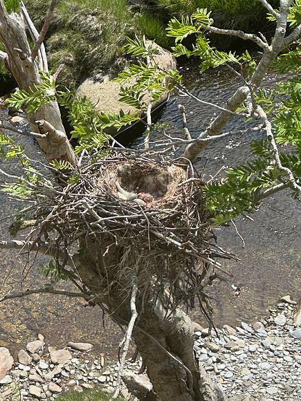 Carrion Crow, Elan Valley, June 2024