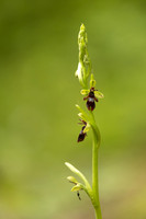 Fly Orchid, Yockletts Bank, May 2024