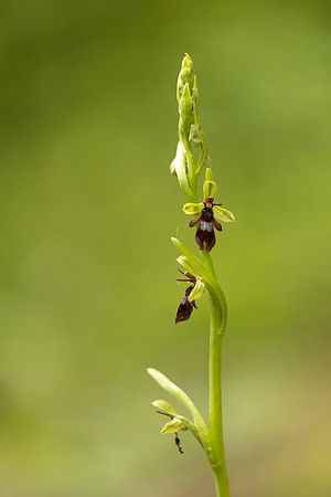 Fly Orchid, Yockletts Bank, May 2024