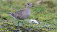 American Golden Plover, Davidstow, October 2014