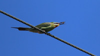 Blue-cheeked Bee-Eater, Larnaca, April 2016.