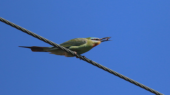 Blue-cheeked Bee-Eater, Larnaca, April 2016.