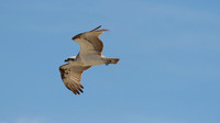 Osprey, Rottnest Island, November 2013