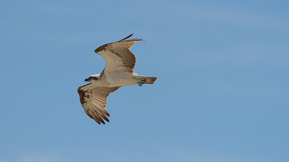 Osprey, Rottnest Island, November 2013