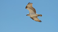 Osprey, Rottnest Island, November 2013