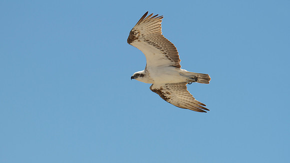 Osprey, Rottnest Island, November 2013