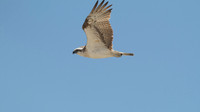 Osprey, Rottnest Island, November 2013