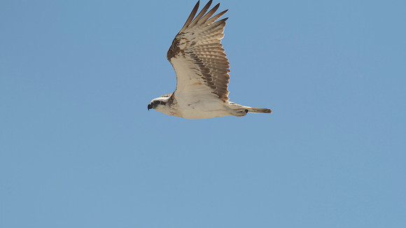 Osprey, Rottnest Island, November 2013