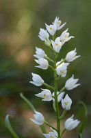 Sword-leaved Helleborine, Rodbrough Common, May 2024