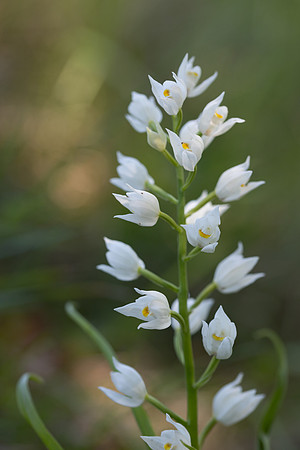 Sword-leaved Helleborine, Rodbrough Common, May 2024