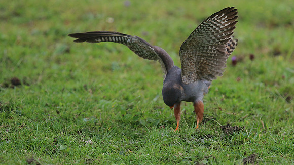 Red-footed Falcon,  Chatterley Whitfield, July 2015