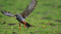 Red-footed Falcon,  Chatterley Whitfield, July 2015