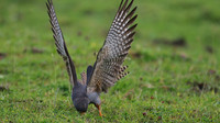 Red-footed Falcon,  Chatterley Whitfield, July 2015