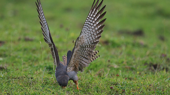 Red-footed Falcon,  Chatterley Whitfield, July 2015