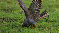 Red-footed Falcon,  Chatterley Whitfield, July 2015