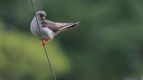 Red-footed Falcon,  Chatterley Whitfield, July 2015