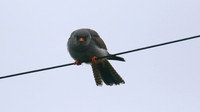 Red-footed Falcon,  Chatterley Whitfield, July 2015