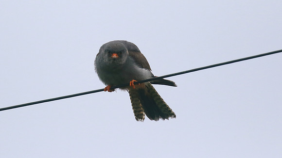 Red-footed Falcon,  Chatterley Whitfield, July 2015