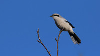 Great Grey Shrike