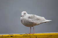Glaucous Gull, Raufarhofn, Iceland, June 2022