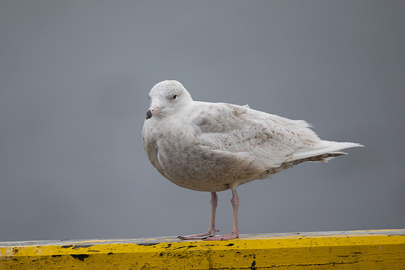 Glaucous Gull, Raufarhofn, Iceland, June 2022