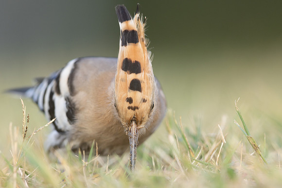 Hoopoe, Swansea, October 2024