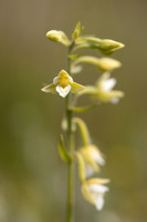 Marsh Helleborine, (White form) Kenfig, June 2024