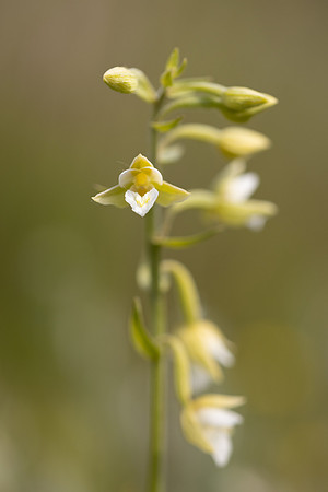 Marsh Helleborine, (White form) Kenfig, June 2024