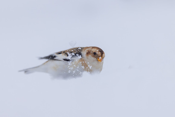 Snow Bunting, Cairngorms, February 2026