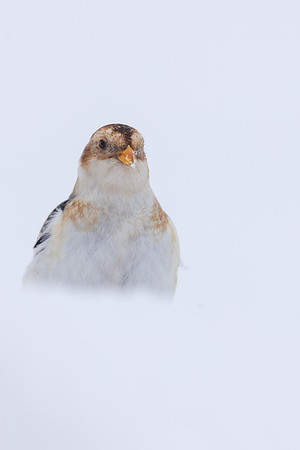 Snow Bunting, Cairngorms, February 2026