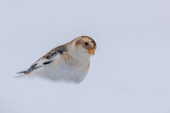 Snow Bunting, Cairngorms, February 2026
