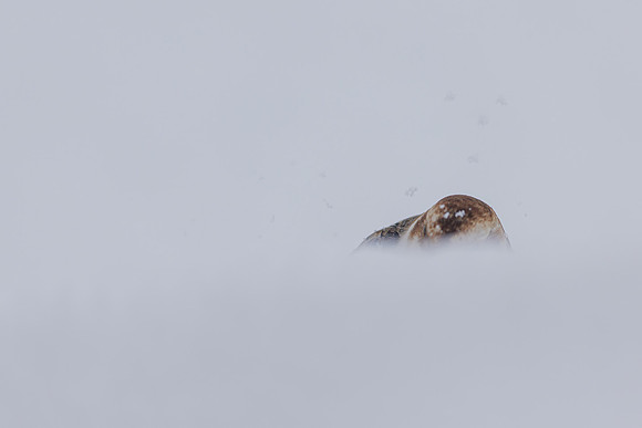 Snow Bunting, Cairngorms, February 2026