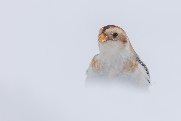 Snow Bunting, Cairngorms, February 2026