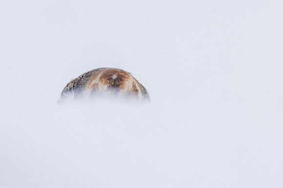 Snow Bunting, Cairngorms, February 2026