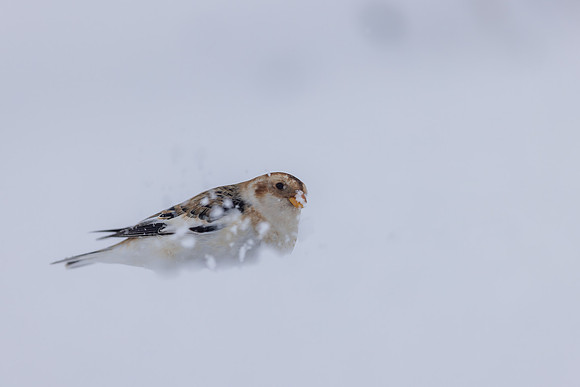 Snow Bunting, Cairngorms, February 2026