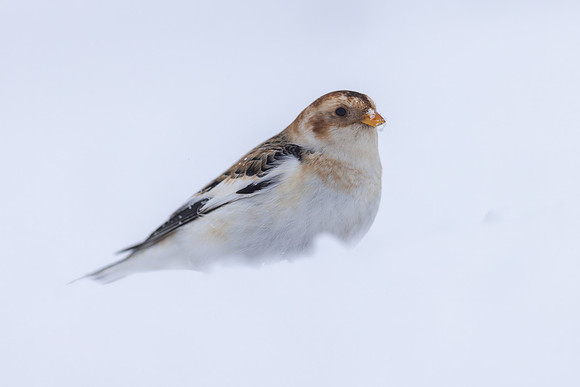 Snow Bunting, Cairngorms, February 2026