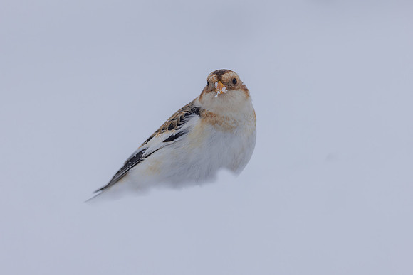 Snow Bunting, Cairngorms, February 2026