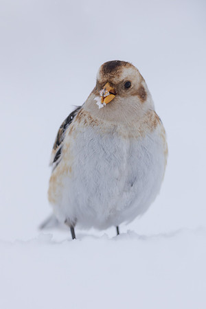 Snow Bunting, Cairngorms, February 2026