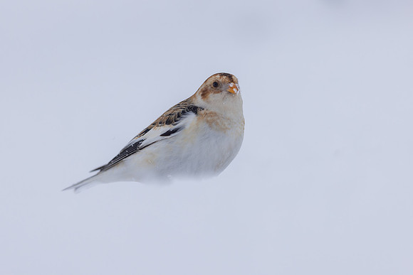 Snow Bunting, Cairngorms, February 2026
