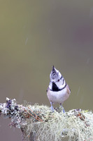 Crested Tit, Cairngorms, February 2026