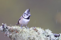 Crested Tit, Cairngorms, February 2026