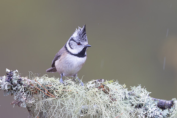 Crested Tit, Cairngorms, February 2026