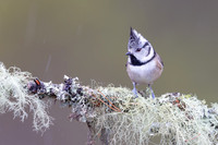 Crested Tit