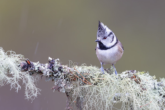 Crested Tit, Cairngorms, February 2026