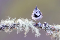 Crested Tit, Cairngorms, February 2026